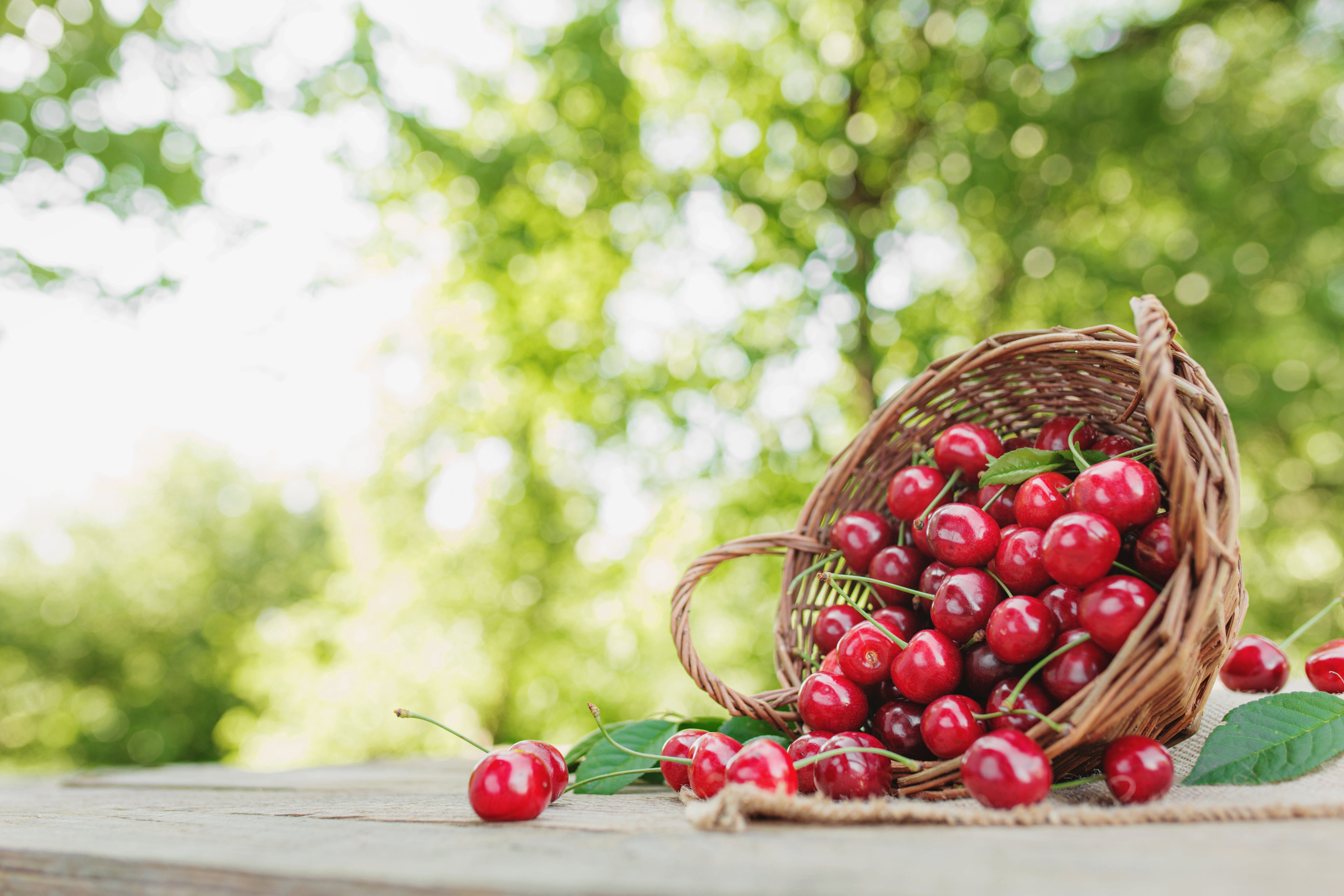A tipped over basket full of cherries